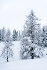 Verschneiter Wald in Schneelandschaft