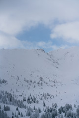 Verschneiter Wald in Schneelandschaft