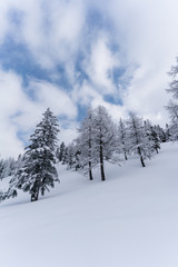 Verschneiter Wald in Schneelandschaft