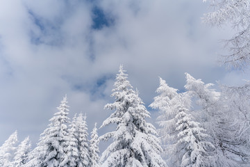Verschneiter Wald in Schneelandschaft