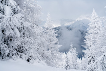 Fototapeta na wymiar Verschneiter Baum in Schneelandschaft mit Sonne und blauem Himmel