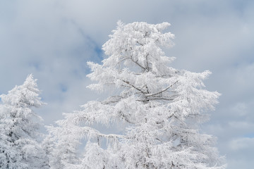 Verschneiter Baum in Schneelandschaft mit Sonne und blauem Himmel