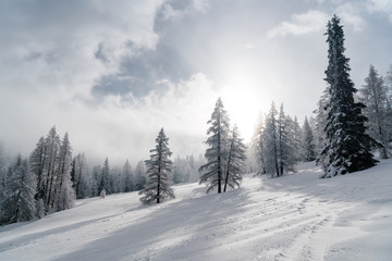 Verschneiter Baum in Schneelandschaft mit Sonne und blauem Himmel