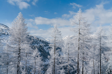 Obraz premium Verschneite Bäume mit blauem Himmel und Wolken in Österreich