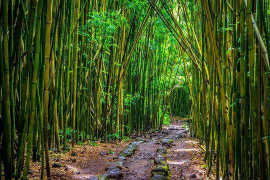 Pipiwai trail bamboo