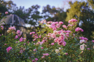 Obraz premium Beautiful rose garden of Descanso Garden
