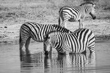 Fototapeta na wymiar Zebra(s) drinking at a waterhole in Botswana