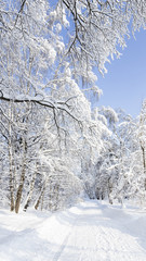 Beautiful winter landscape in the park