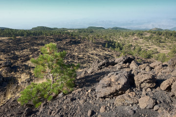 Galvarina Plateau In Etna Park, Sicily