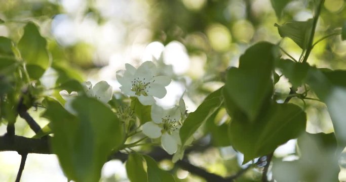 Slow motion handheld shot of of apple tree with white flowers in a garden