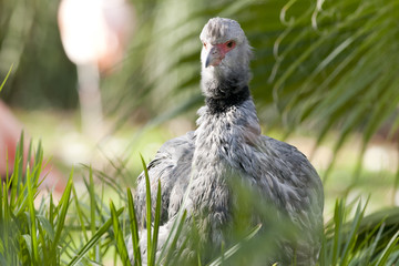 Crested or Southern Screamer