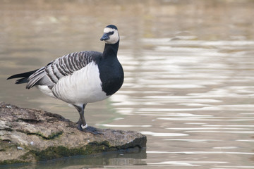 Barnacle Goose