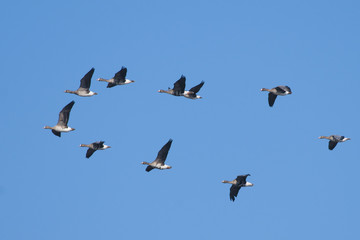 White Fronted Geese Flock