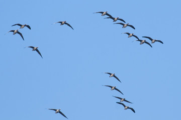 White Fronted Geese Flock
