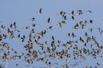 White fronted Goose