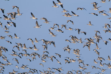 White fronted Goose