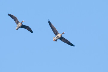 White fronted Goose