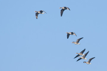 White fronted Goose