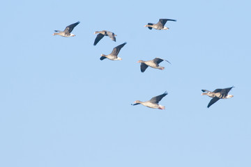 White fronted Goose