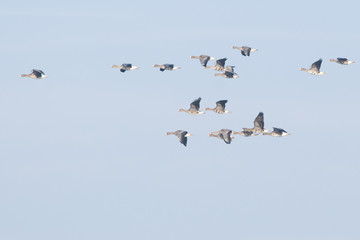 Fototapeta premium White fronted Goose