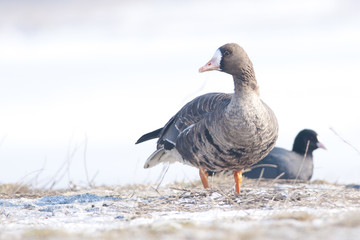 White Fronted Goose
