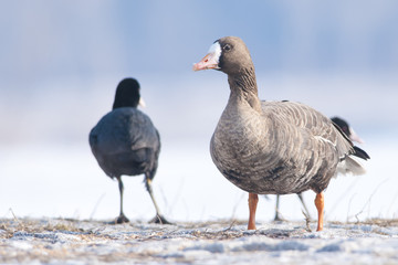 Fototapeta premium White Fronted Goose