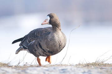 White Fronted Goose