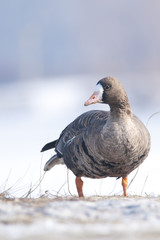 White Fronted Goose