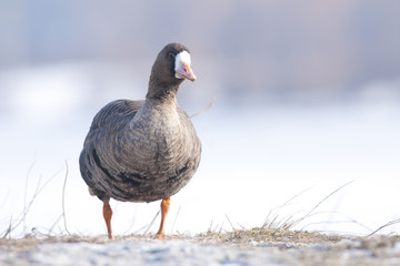 White Fronted Goose