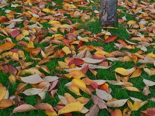 Fallen Leaves
