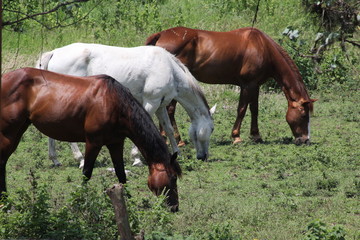 HERMOSOS CABALLOS