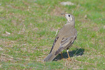 Mistle Thrush (Turdus Viscivorus) on a Meadow
