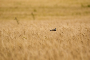 Swift in nature over wheat