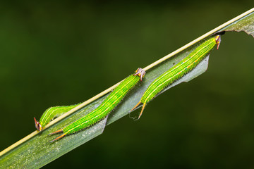 Common Palmfly (Elymnias hypermnestra) caterpillars