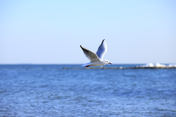 The beautiful seagulls are on the beach