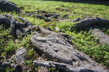 Beautiful close up shot of tree root and grass field