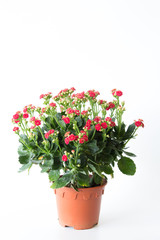 The beautiful red rock rose flowers in flower pot  is on white background.