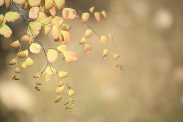 Calm Leaf for Fresh Background