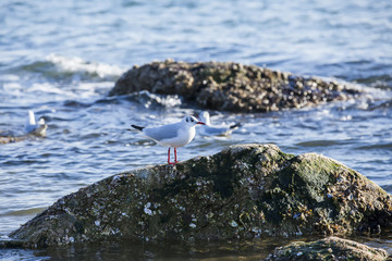 The beautiful seagulls are on the beach