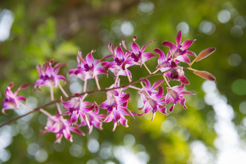 Light purple color Phalaenopsis orchid flowers with natural green background.
