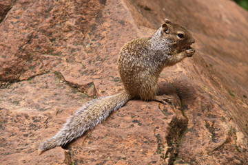 Squirrel in Zion NP in Utah in the USA
