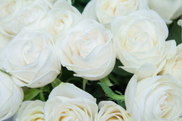 The beautiful white roses bouquet.