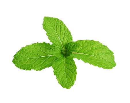 Fresh mint isolated on white background, Top view.