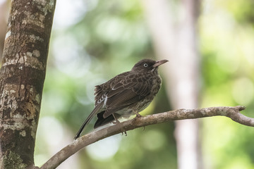 Scaly-breasted thrasher, bird standing on a branch in Guadeloupe
