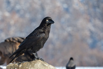 Common raven (Corvus corax)