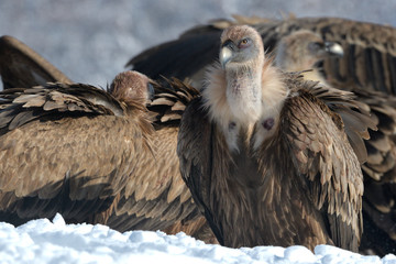 Fototapeta premium Griffon Vultures in Winter Landscape, into the Mountains