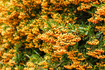 A lot of ripe buckthorn berries on branches closeup.