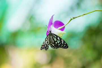 Butterfly on flower or tree in green garden