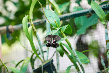 Butterfly on flower or tree in green garden