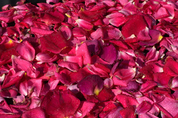 Fototapeta premium red petals of roses